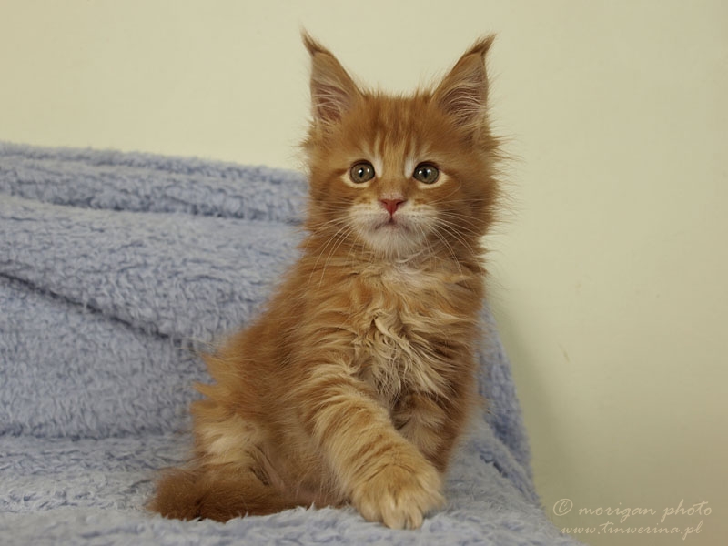 kocięta maine coon