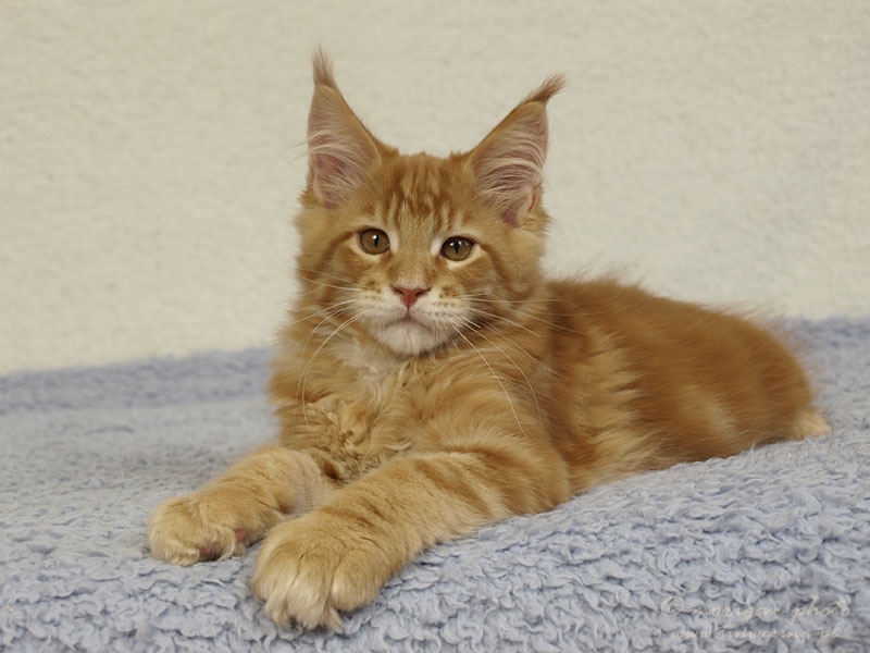 kocięta maine coon