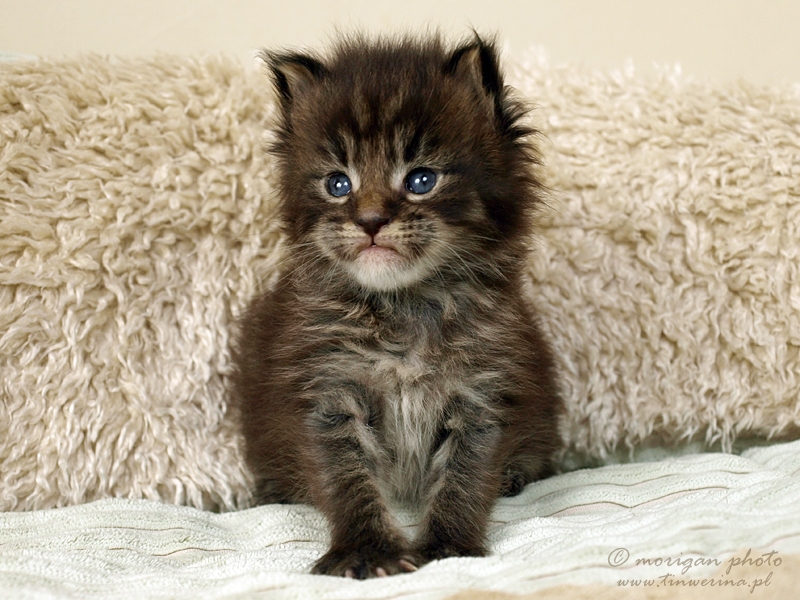 kocięta maine coon