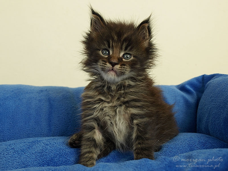kocięta maine coon