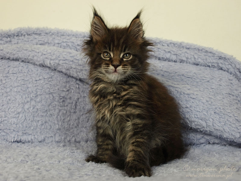 kocięta maine coon