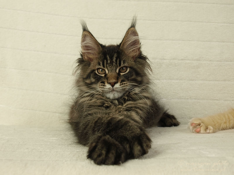 kocięta maine coon