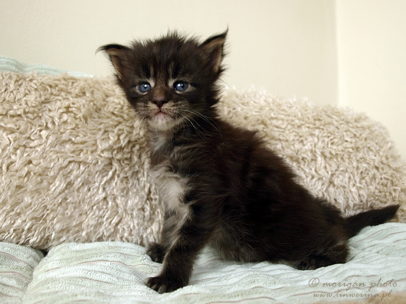 kocięta maine coon