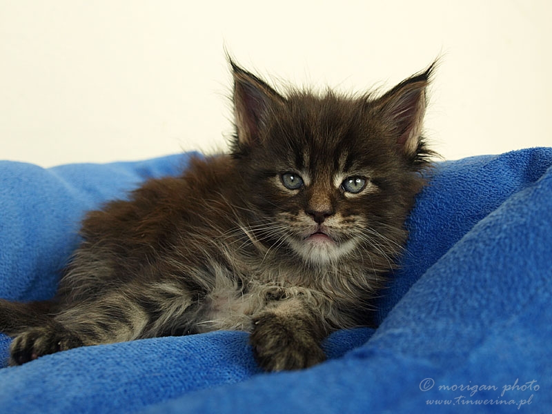 kocięta maine coon