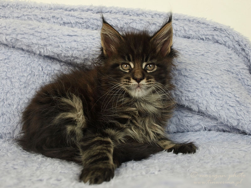 kocięta maine coon