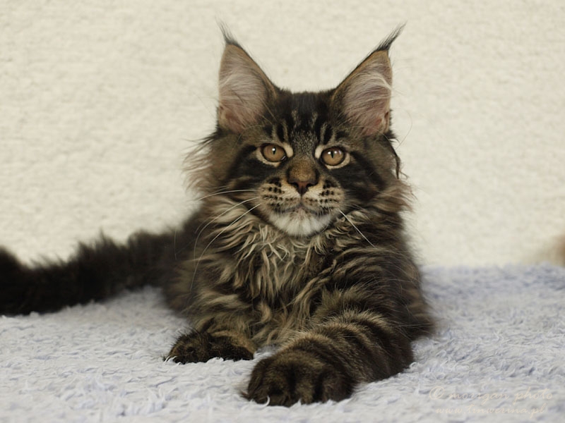 kocięta maine coon