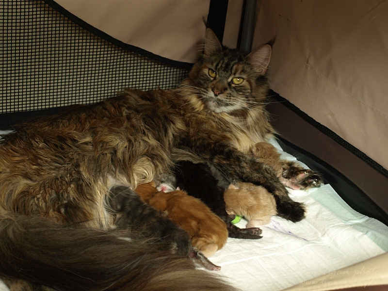 kocięta maine coon