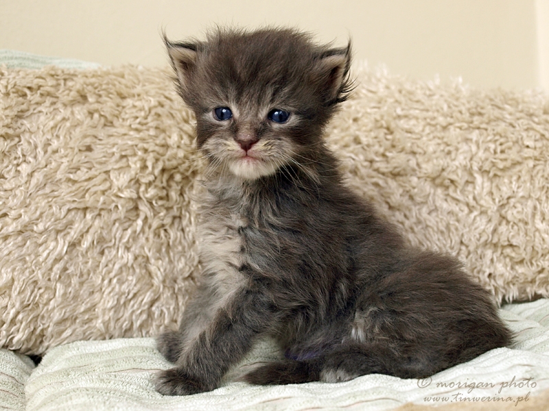 kocięta maine coon