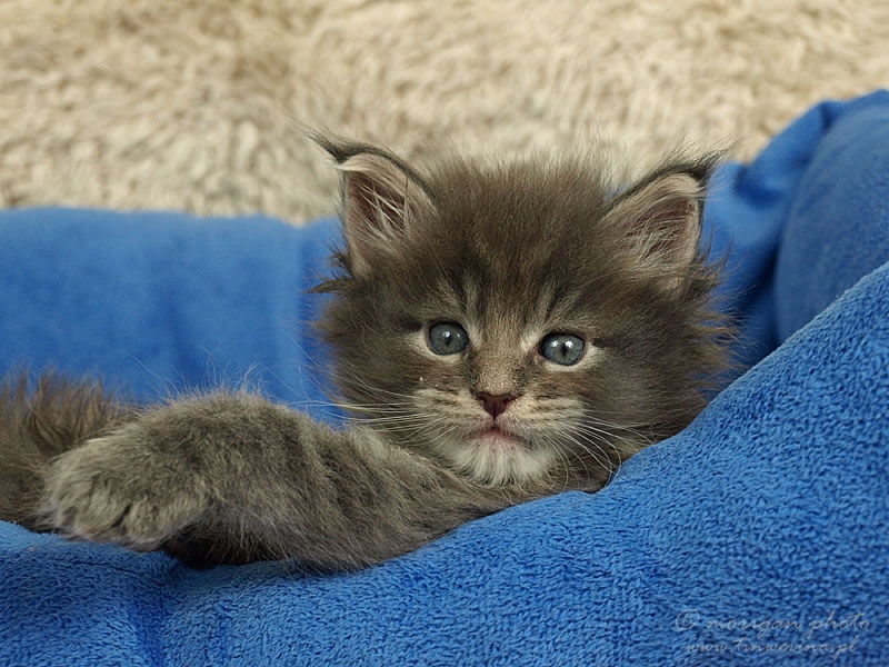 kocięta maine coon