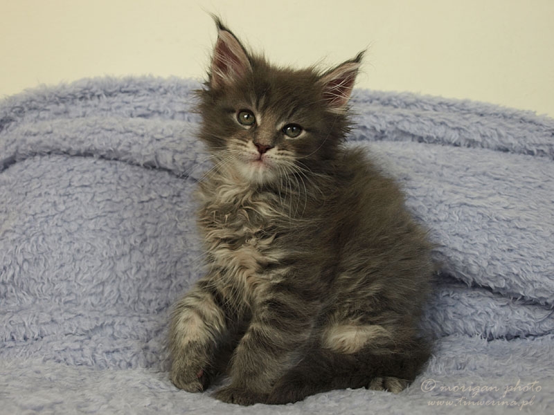 kocięta maine coon