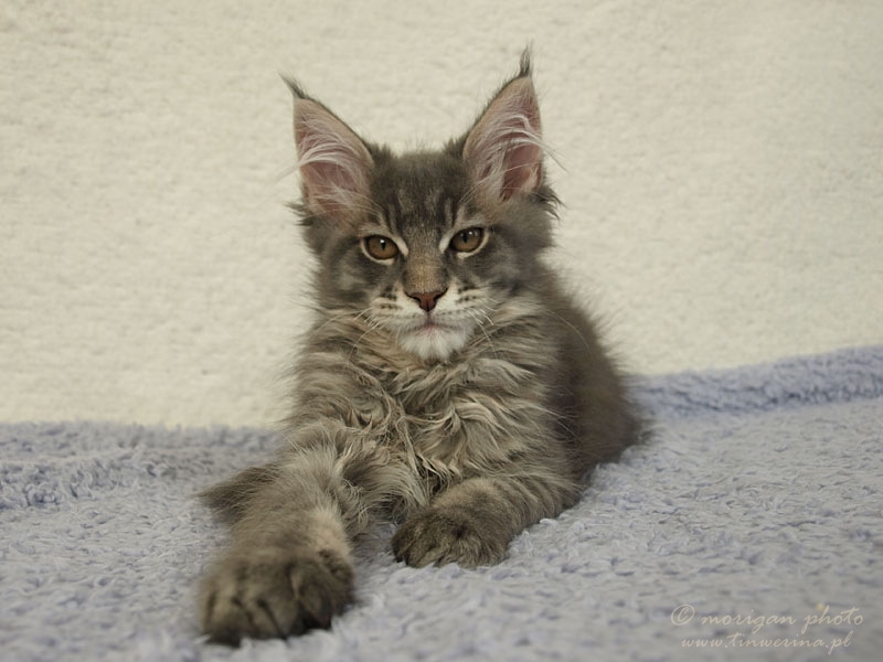 kocięta maine coon