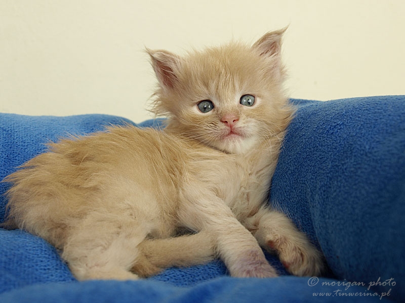 kocięta maine coon