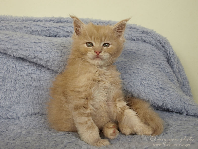 kocięta maine coon