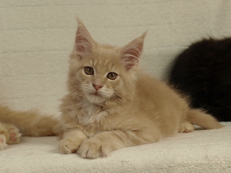 kocięta maine coon