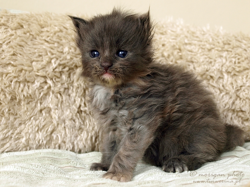 kocięta maine coon