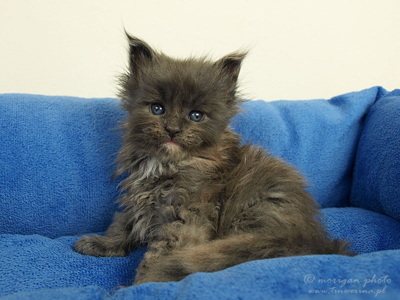 kocięta maine coon