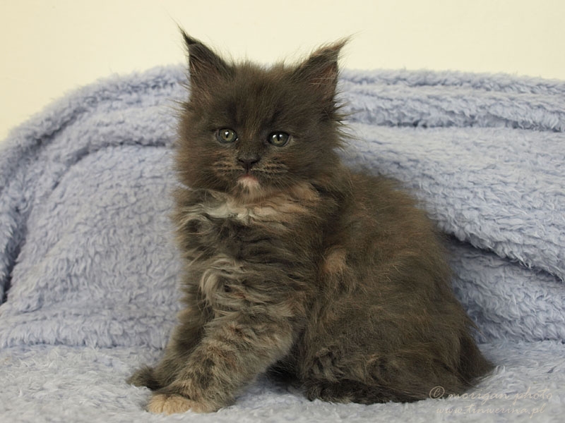 kocięta maine coon