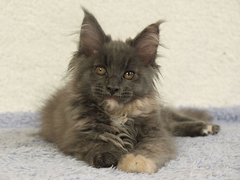 kocięta maine coon