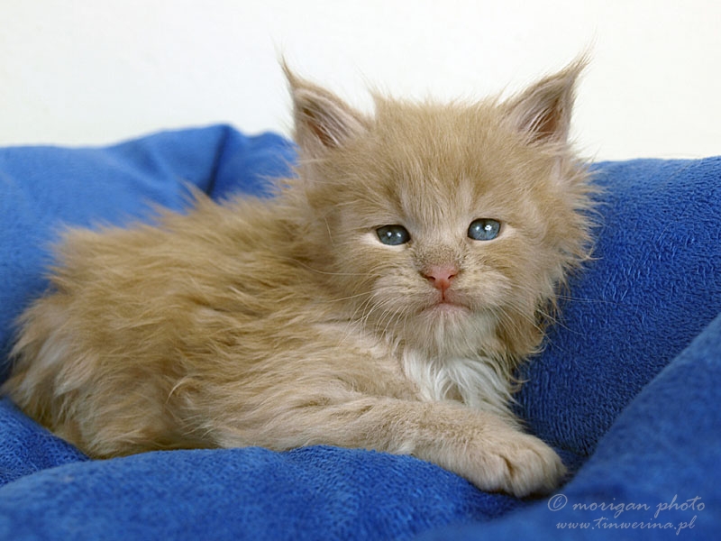 kocięta maine coon