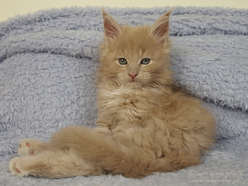 kocięta maine coon