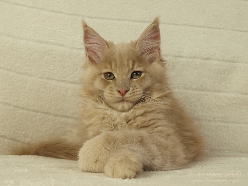 kocięta maine coon