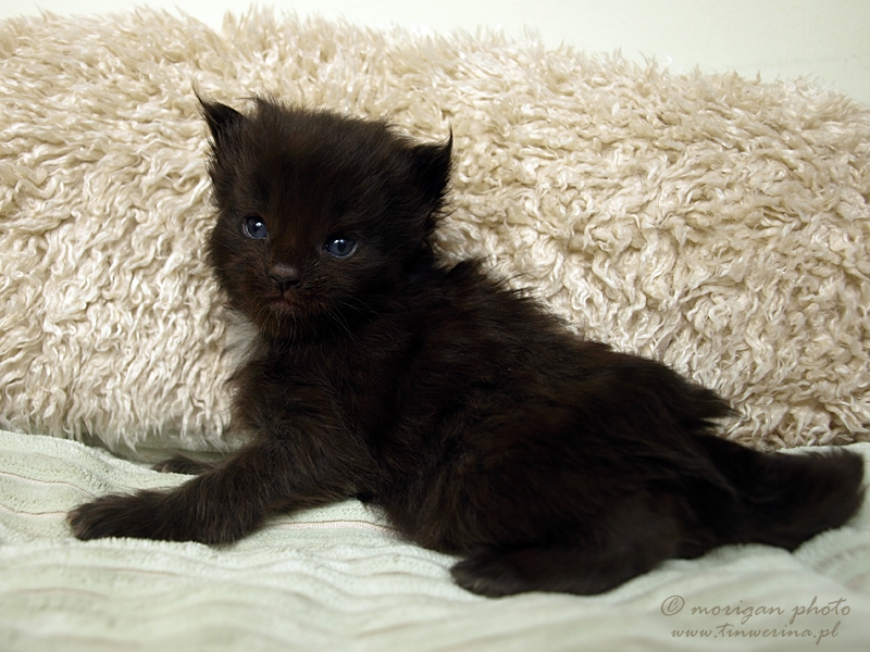 kocięta maine coon