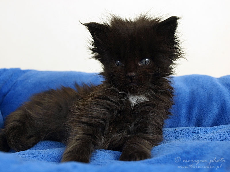 kocięta maine coon