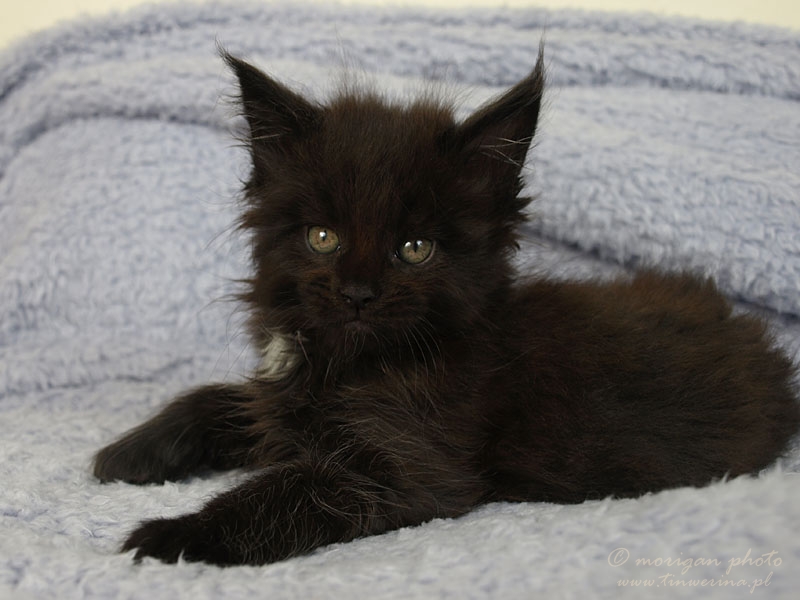 kocięta maine coon