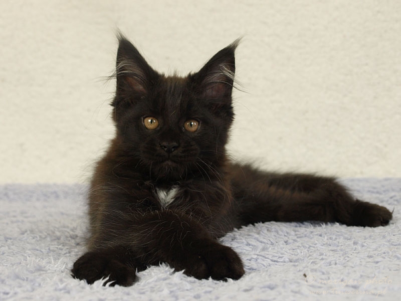 kocięta maine coon