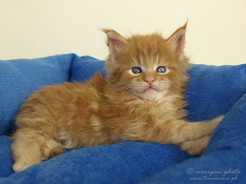 kocięta maine coon