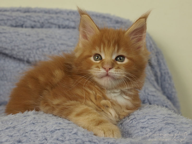 kocięta maine coon