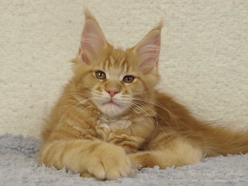 kocięta maine coon