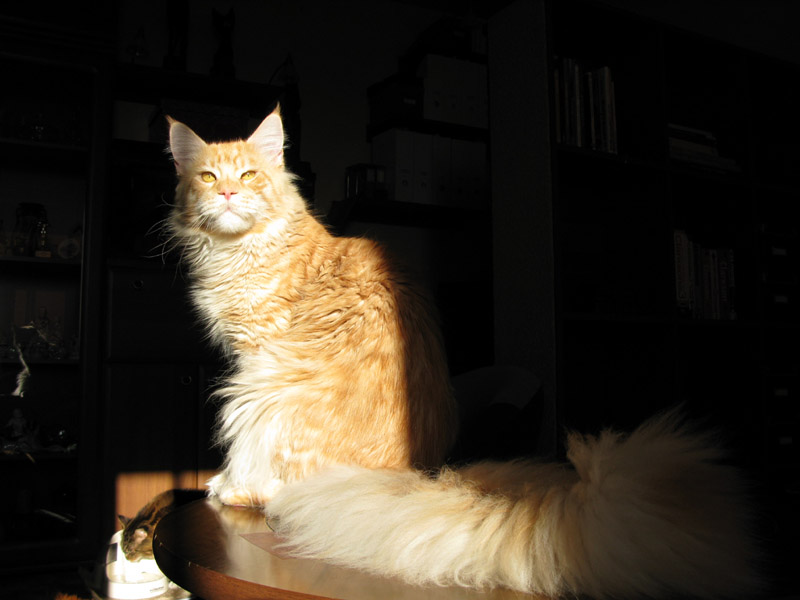 kocięta maine coon
