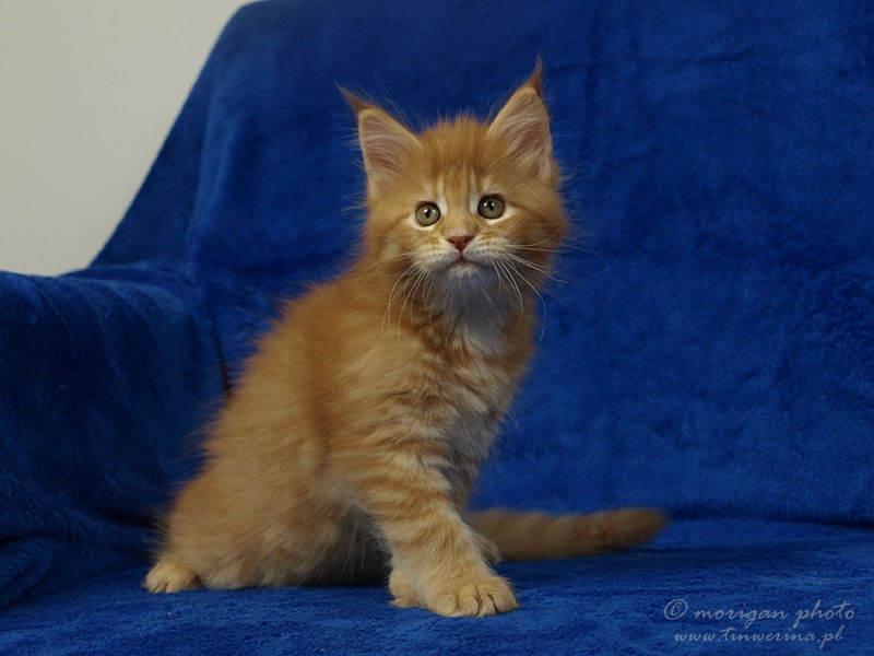 kocięta maine coon