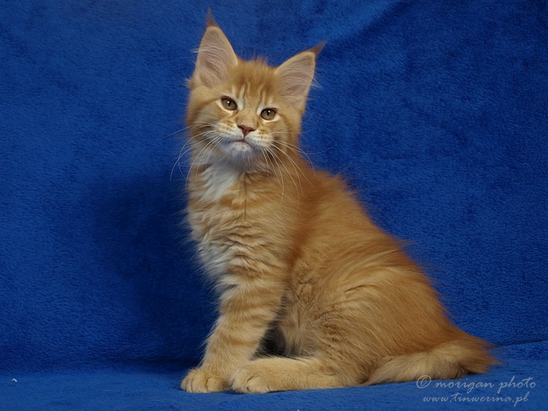 kocięta maine coon