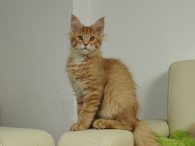 kocięta maine coon