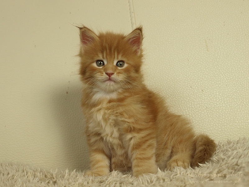 kocięta maine coon