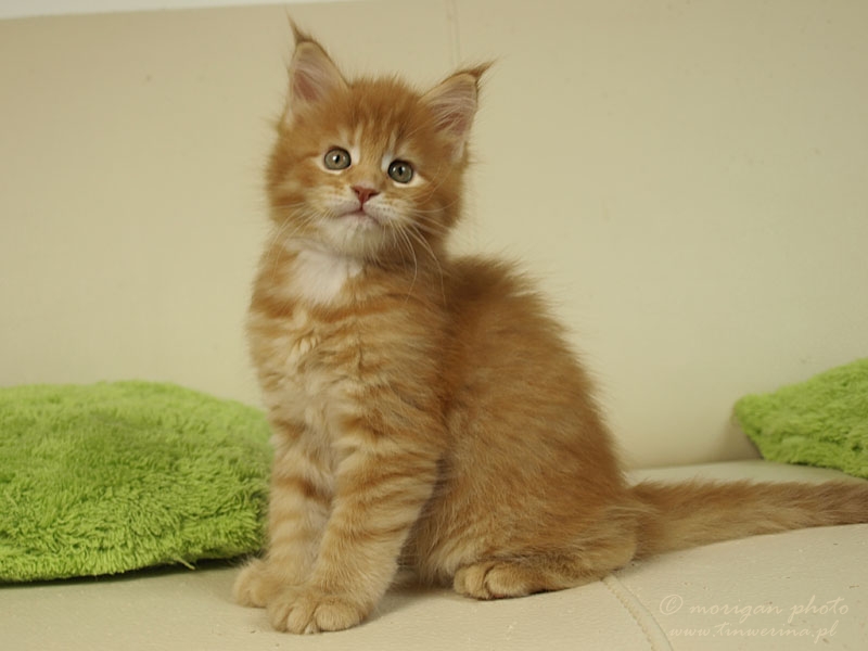 kocięta maine coon
