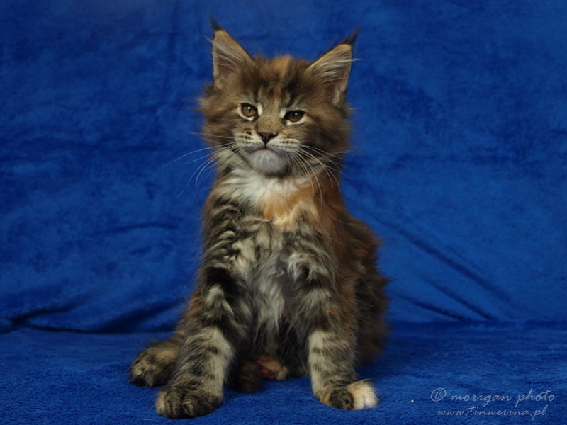 kocięta maine coon