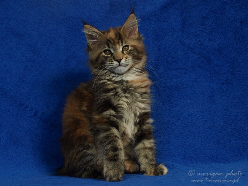 kocięta maine coon