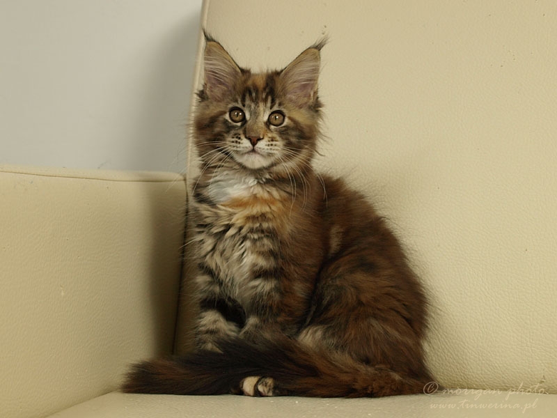 kocięta maine coon