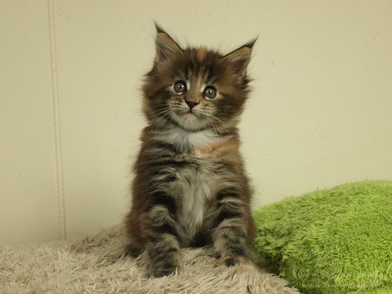 kocięta maine coon