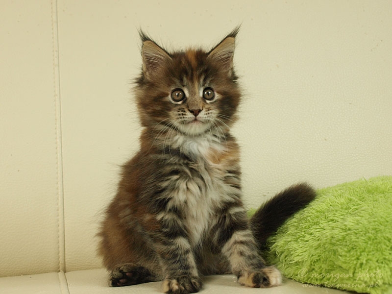 kocięta maine coon
