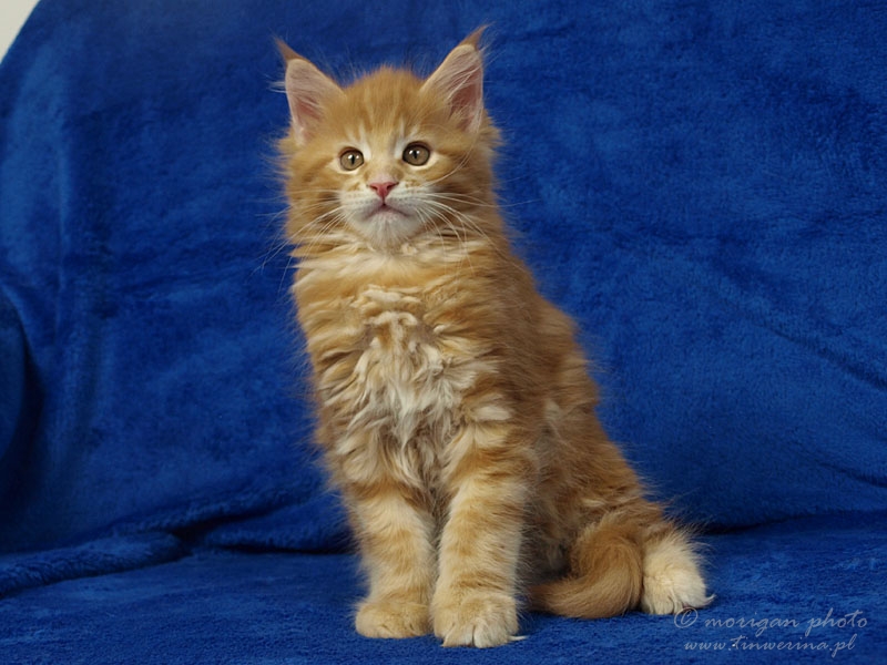 kocięta maine coon