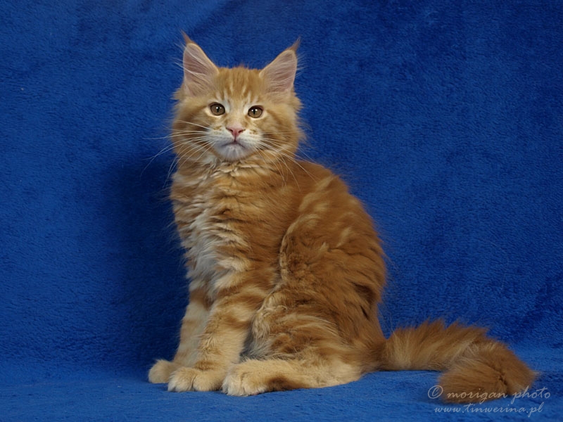 kocięta maine coon