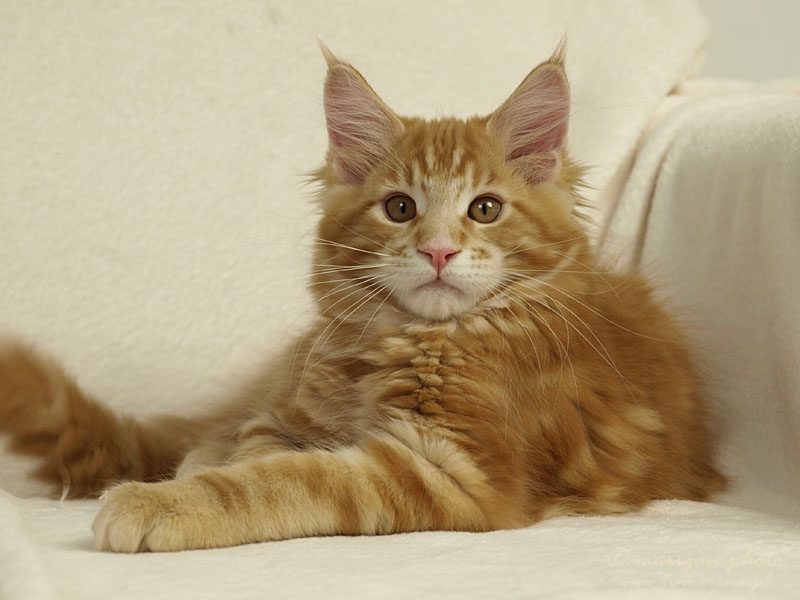 kocięta maine coon