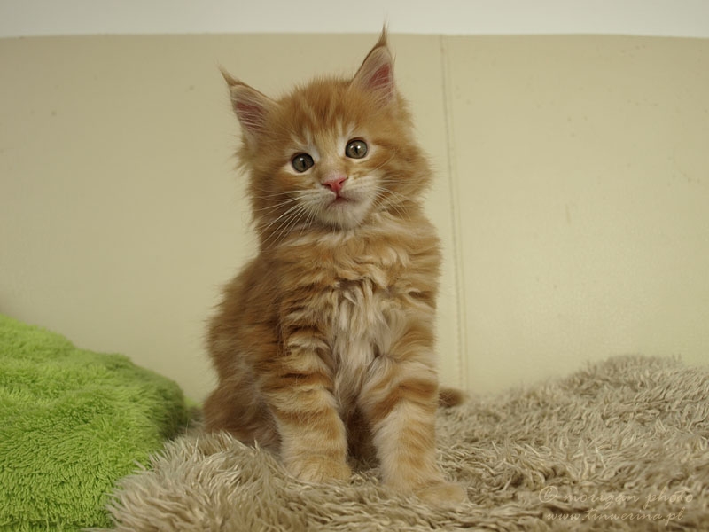 kocięta maine coon