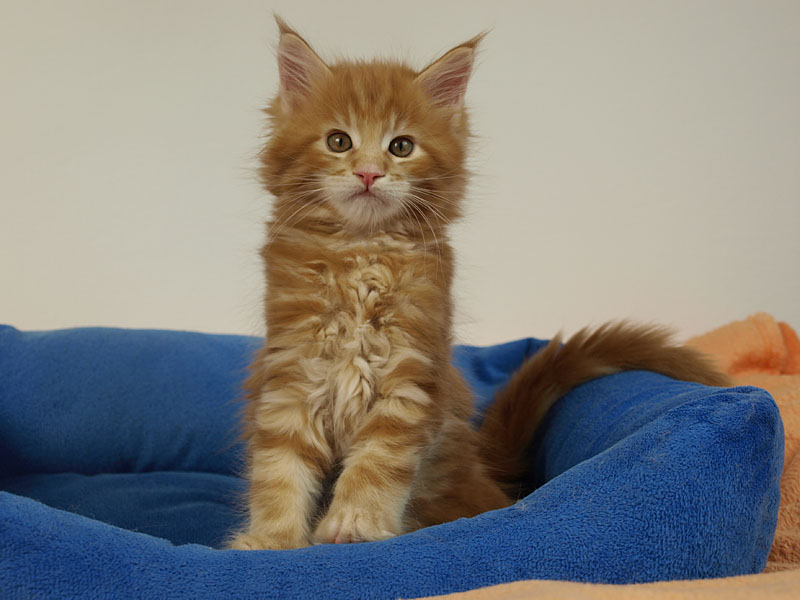 kocięta maine coon