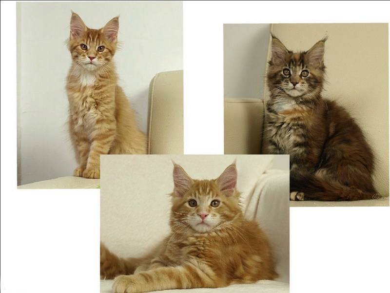kocięta maine coon