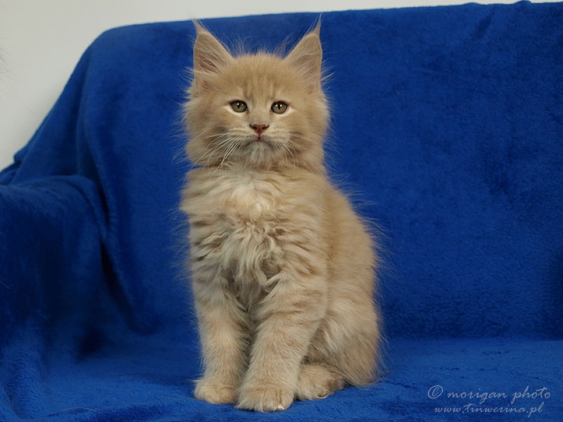 kocięta maine coon